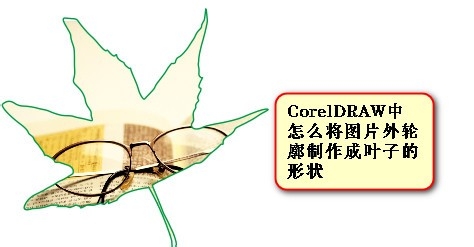 CorelDRAW如何把图片外轮廓制作成叶子形状？