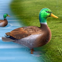 真正的鸭子生活模拟器 3D ios版