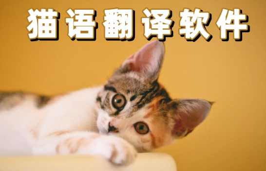猫语翻译软件