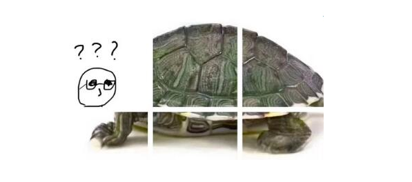 抖音很火的乌龟六张图怎么玩?