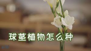 我的花园世界小苍兰怎么样