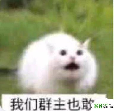 我们群主敢日仙人球无水印表情包
