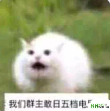 我们群主敢日仙人球无水印表情包