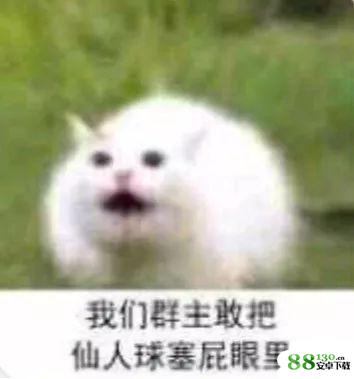 我们群主敢日仙人球无水印表情包