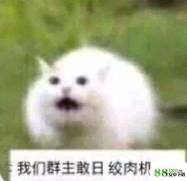 我们群主敢日仙人球无水印表情包