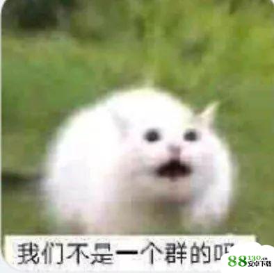 我们群主敢日仙人球无水印表情包