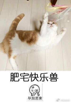 肥宅快乐花是什么意思_肥宅快乐花是什么梗出处