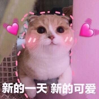 超可爱的小猫表情包