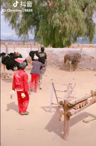 抖音骑鸵鸟赛跑背景音乐是什么？抖音骑鸵鸟大赛的歌曲分享图片1_