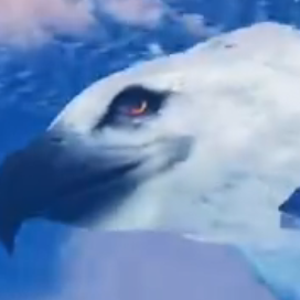 鸡鹰太美
