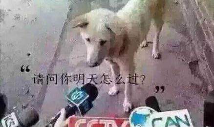 iefans网