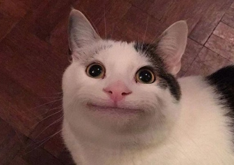 假笑猫是什么梗？假笑猫叫什么名字？