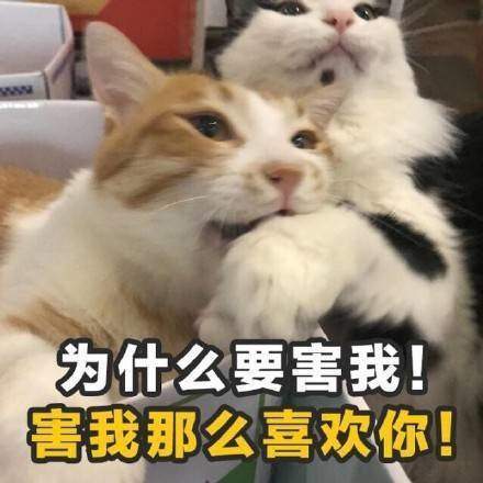 【撩妹土味情话表情包合集】学到就是赚到土味情话表情包