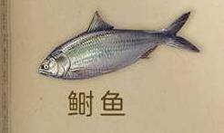 明日之后鲥鱼在哪钓-鲥鱼钓取心得分享