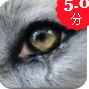 wolf online 2APP