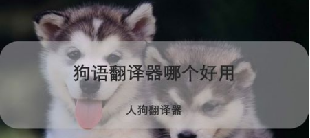 狗语翻译器好用吗