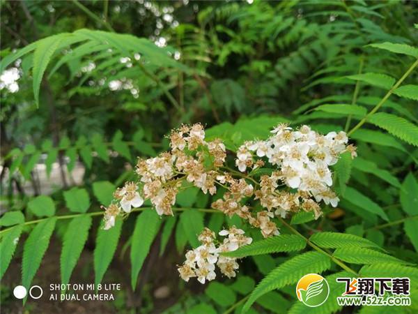 小米8青春版拍照效果实用评测_52z.com
