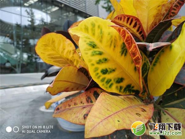 小米8青春版拍照效果实用评测_52z.com