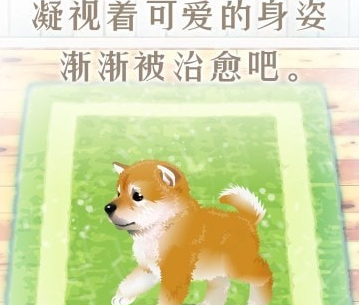 柴犬育成