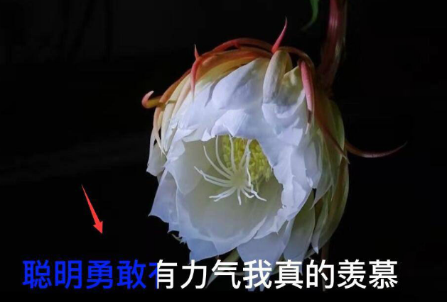 剪映字幕逐字变色制作教程分享