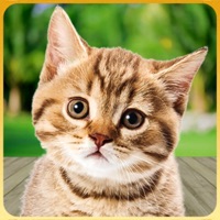 Cat Simulator: kitty cat girl ios版