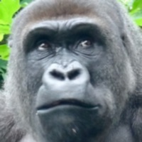 GORILLA SLOT INFINITY ios版