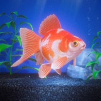 Gold Fish Pet ios版