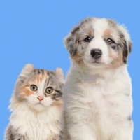 猫语翻译器 ios版