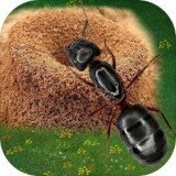 蚂蚁地下蚁国