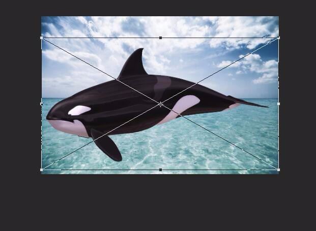 浮出水面的鲸鱼怎么做? ps合成鲸鱼浮在水面效果的技巧