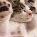 可爱猫咪高清壁纸 ios版
