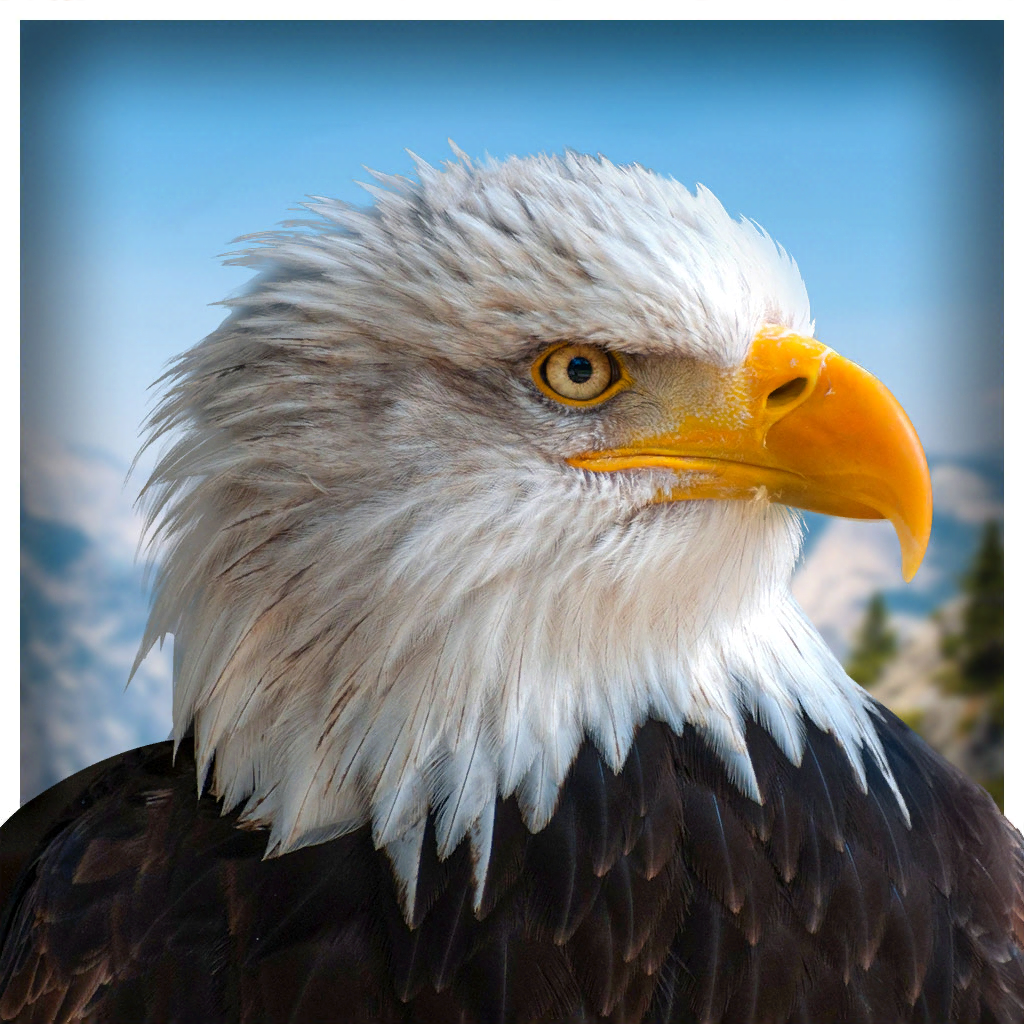 宠物美国鹰生活模拟3D