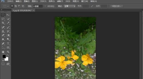 photoshop cs6怎么翻转照片素材？photoshop cs6翻转照片素材的方法截图