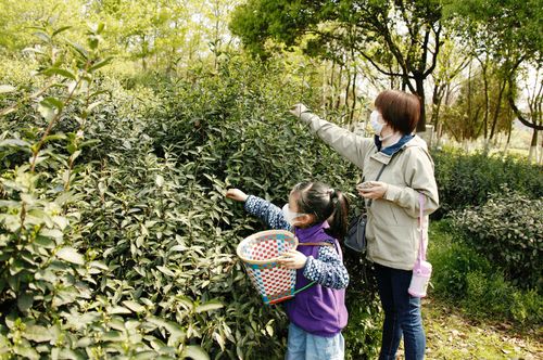 异象回声兑换码使用教程