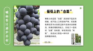 葡萄上的白霜是什么