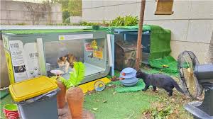 街猫app如何发评论