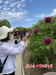 中国紫斑牡丹的重要发祥地在哪