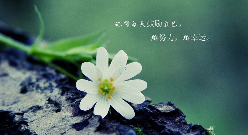 心灵鸡汤APP