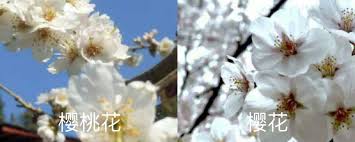 樱桃是先开花后长叶吗