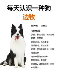 最后的起源英格兰牧羊犬技能是什么