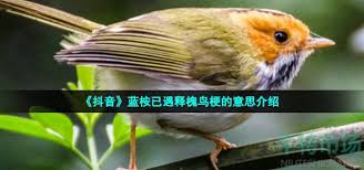 抖音蓝桉已遇释槐鸟是什么意思