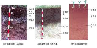 土壤为底图土层心土层和什么