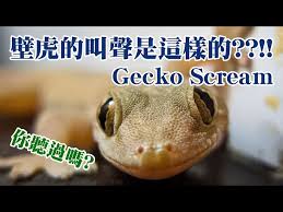 壁虎会发出声音吗