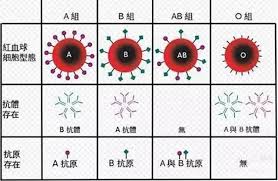 O型血是万能血吗