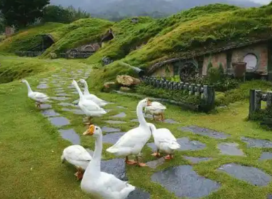 趣味农场手游