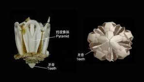 亚里士多德提灯是哪种海洋动物的摄食器官