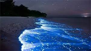 支付宝神奇海洋中海洋白天呈红色夜晚出现蓝眼泪的原因