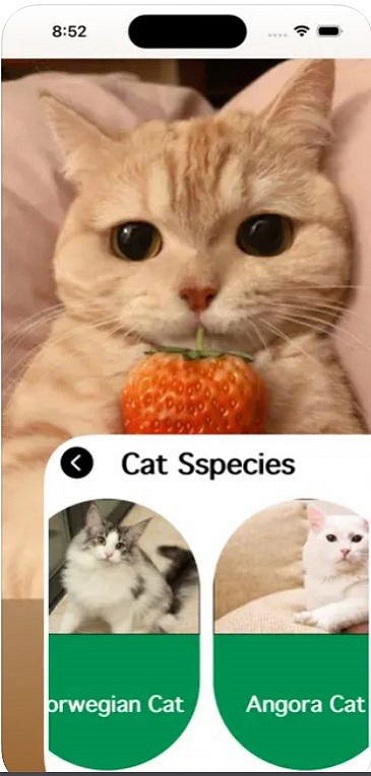 爱猫物语宠物店iOS安卓版