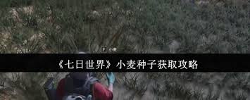 七日世界如何获取小麦种子