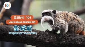 符合皇绒猴特征的有哪些